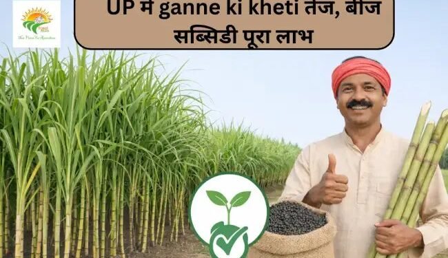UP में ganne ki kheti तेज, बीज सब्सिडी पूरा लाभ