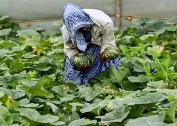 कद्दू की खेती में मुनाफे का मंत्र: इन हाई-क्वालिटी बीजों से बढ़ेगी पैदावार और कमाई