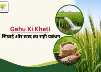Gehu Ki Kheti: सिंचाई और खाद का सही प्रबंधन