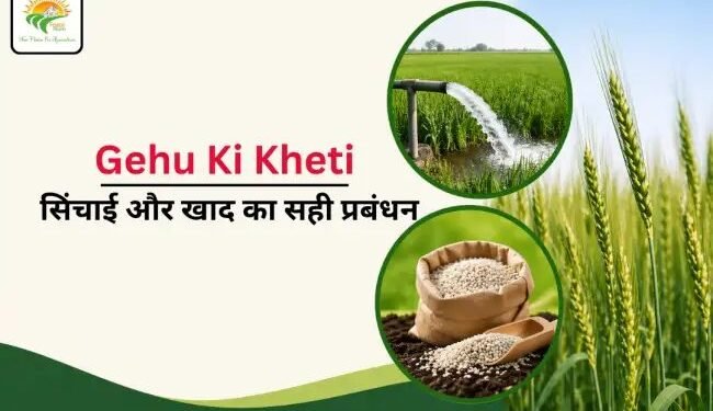 Gehu Ki Kheti: सिंचाई और खाद का सही प्रबंधन