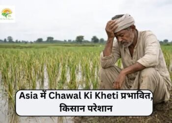 Asia में Chawal Ki Kheti प्रभावित, किसान परेशान