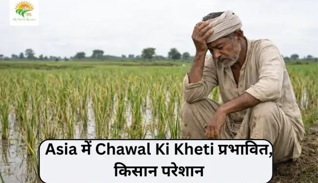 Asia में Chawal Ki Kheti प्रभावित, किसान परेशान