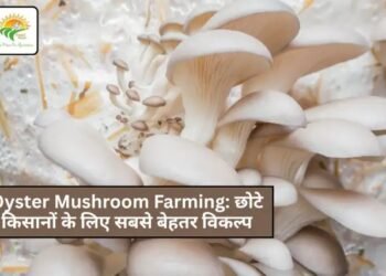Oyster Mushroom Farming: छोटे किसानों के लिए सबसे बेहतर विकल्प