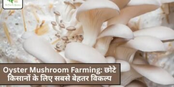 Oyster Mushroom Farming: छोटे किसानों के लिए सबसे बेहतर विकल्प