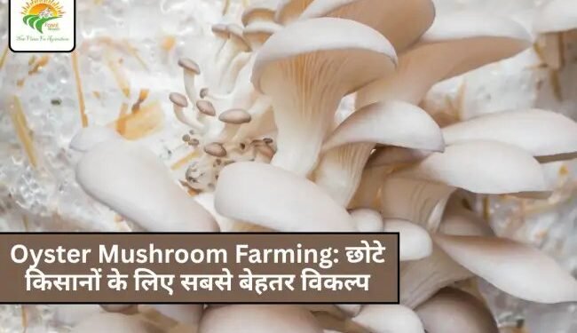 Oyster Mushroom Farming: छोटे किसानों के लिए सबसे बेहतर विकल्प