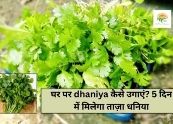 घर पर dhaniya कैसे उगाएं? 5 दिन में मिलेगा ताज़ा धनिया