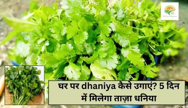 घर पर dhaniya कैसे उगाएं? 5 दिन में मिलेगा ताज़ा धनिया