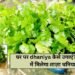 घर पर dhaniya कैसे उगाएं? 5 दिन में मिलेगा ताज़ा धनिया