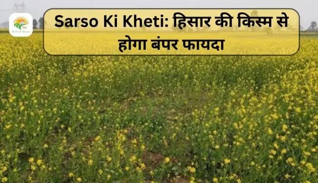 Sarso Ki Kheti: हिसार की किस्म से होगा बंपर फायदा