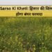 Sarso Ki Kheti: हिसार की किस्म से होगा बंपर फायदा