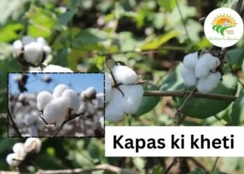 Haryana में kapas ki kheti पर ₹3000 सब्सिडी