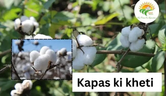Haryana में kapas ki kheti पर ₹3000 सब्सिडी