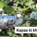 Haryana में kapas ki kheti पर ₹3000 सब्सिडी