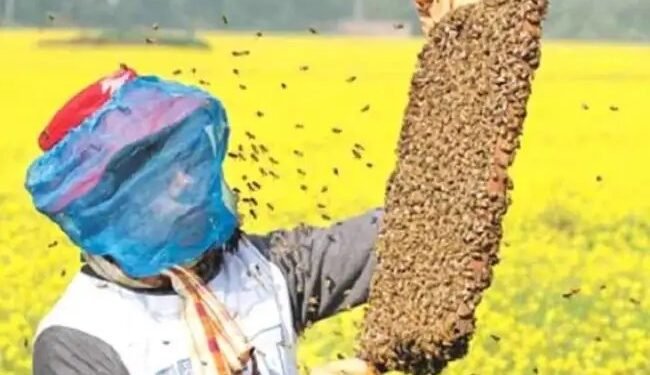 बिहार में मीठी क्रांति की तैयारी: 144 प्रखंडों में शहद समितियां, किसानों को मिलेगा बेहतर दाम और बड़ा बाजार