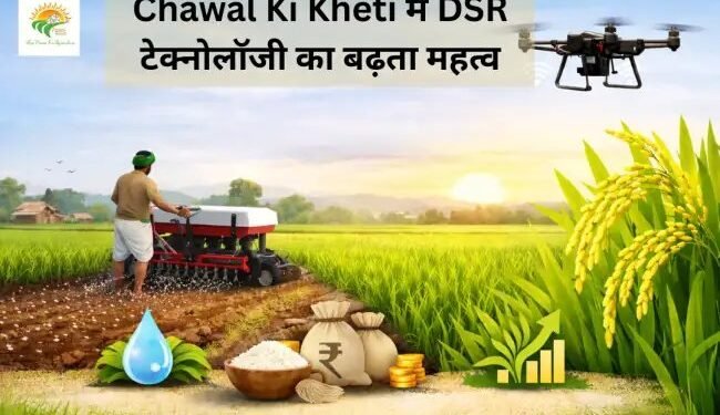 Chawal Ki Kheti में DSR टेक्नोलॉजी का बढ़ता महत्व