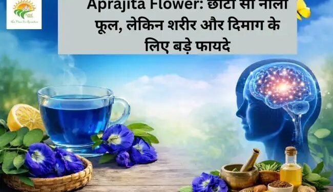 Aprajita Flower: छोटा सा नीला फूल, लेकिन शरीर और दिमाग के लिए बड़े फायदे