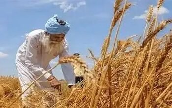 पंजाब में ‘खेतों से थाली तक’ नई पहल शुरू, टिकाऊ कृषि और मिट्टी सुधार पर होगा विशेष जोर; किसानों को मिलेगा सीधा लाभ