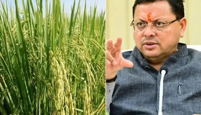किसानों को बड़ी राहत: उत्तराखंड हाई कोर्ट ने रोकी धान नर्सरी नष्ट करने की कार्रवाई