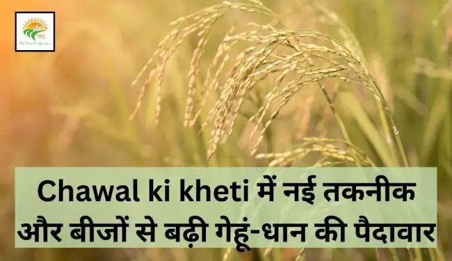 Chawal ki kheti में नई तकनीक और बीजों से बढ़ी गेहूं-धान की पैदावार