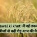 Chawal ki kheti में नई तकनीक और बीजों से बढ़ी गेहूं-धान की पैदावार