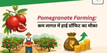 Pomegranate Farming: कम लागत में हाई प्रॉफिट का मौका