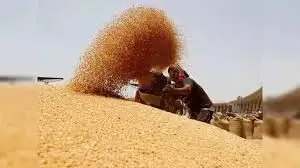 भारत में गेहूं का उत्पादन कम होने का अनुमान