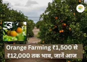 Orange Farming ₹1,500 से ₹12,000 तक भाव, जानें आज