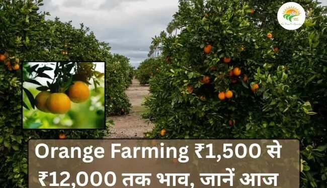 Orange Farming ₹1,500 से ₹12,000 तक भाव, जानें आज