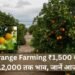 Orange Farming ₹1,500 से ₹12,000 तक भाव, जानें आज