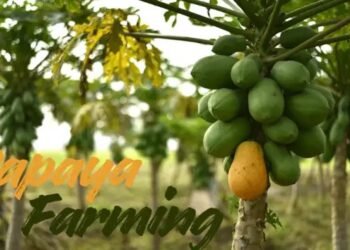 आधुनिक तकनीकों के साथ Papaya Farming को बनाएं सुपर प्रॉफिटेबल