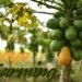 आधुनिक तकनीकों के साथ Papaya Farming को बनाएं सुपर प्रॉफिटेबल