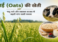 जई (Oats) की खेती: पशु चारे और स्वास्थ्य बाजार में बढ़ती मांग वाली फसल