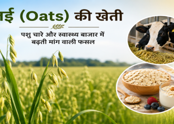जई (Oats) की खेती: पशु चारे और स्वास्थ्य बाजार में बढ़ती मांग वाली फसल