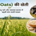 जई (Oats) की खेती: पशु चारे और स्वास्थ्य बाजार में बढ़ती मांग वाली फसल