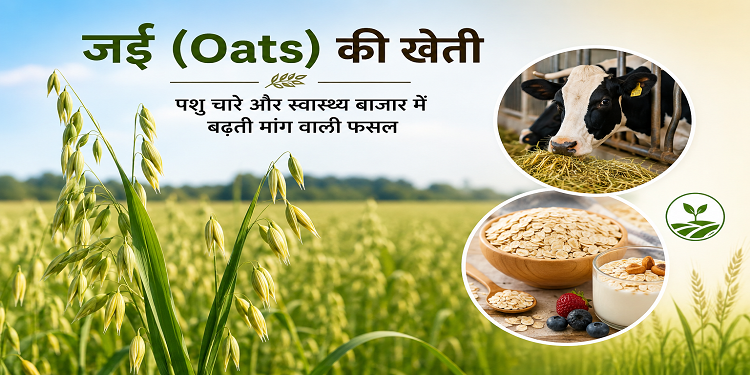 जई (Oats) की खेती: पशु चारे और स्वास्थ्य बाजार में बढ़ती मांग वाली फसल