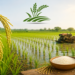 धान (Paddy) की खेती: अधिक उत्पादन और बेहतर मुनाफे के लिए वैज्ञानिक खेती का महत्व