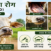 खुरपका रोग (Foot and Mouth Disease – FMD): पशुओं के लिए खतरनाक संक्रामक बीमारी, बचाव और उपचार की पूरी जानकारी
