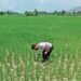 खरीफ धान में गर्मी और सूखे से बचाव, किसानों के लिए जरूरी उपाय