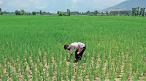 खरीफ धान में गर्मी और सूखे से बचाव, किसानों के लिए जरूरी उपाय