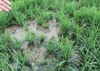 धान की बौनी बीमारी पर पीएयू का राज्यस्तरीय ऑनलाइन प्रशिक्षण, 350 विशेषज्ञों ने लिया हिस्सा