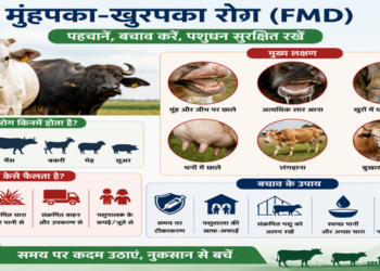 मुंहपका-खुरपका रोग: पशुधन के लिए गंभीर चुनौती, समय पर बचाव है सबसे बड़ा उपाय