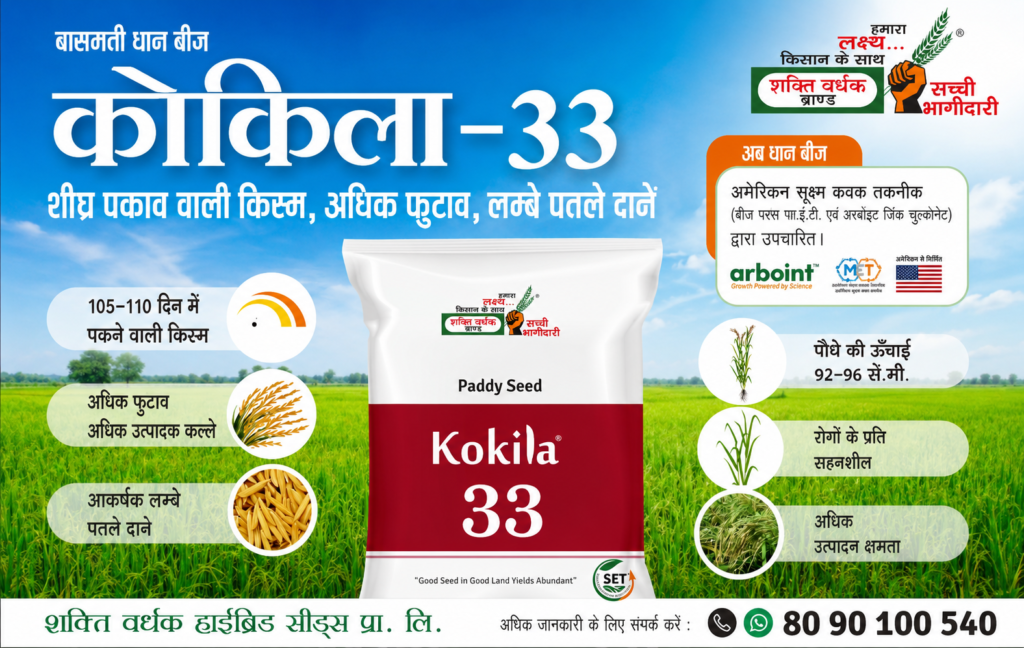 Kokila33 Paddy Seed
