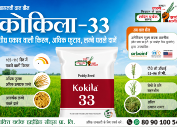 Kokila33 Paddy Seed