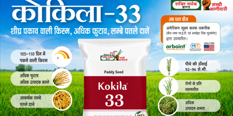 Kokila33 Paddy Seed