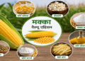 मक्का के वैल्यू एडिशन से बढ़ेगी किसानों की आय, ग्रामीण उद्योगों को मिलेगा नया आधार