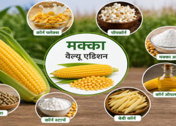 मक्का के वैल्यू एडिशन से बढ़ेगी किसानों की आय, ग्रामीण उद्योगों को मिलेगा नया आधार