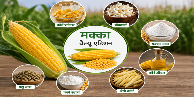 मक्का के वैल्यू एडिशन से बढ़ेगी किसानों की आय, ग्रामीण उद्योगों को मिलेगा नया आधार