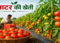 टमाटर की खेती: कम लागत में अधिक मुनाफे वाली आधुनिक खेती