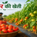 टमाटर की खेती: कम लागत में अधिक मुनाफे वाली आधुनिक खेती