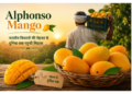 alphonso mango